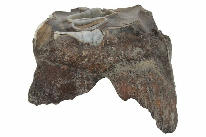 Fossil Woolly Rhino (Coelodonta) Tooth - Siberia #231041